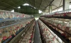 DA , inalis na ang poultry ban mula sa Michigan